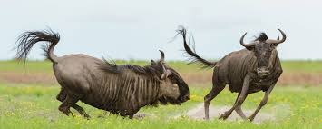 Liuwa Plains National Park image 2