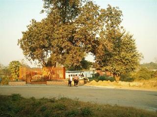 Ndola Slave Tree image 3