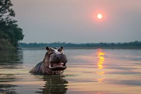 Lower Zambezi National Park image 2