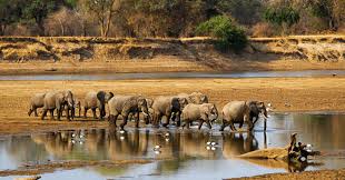 South Luangwa National Park image 3