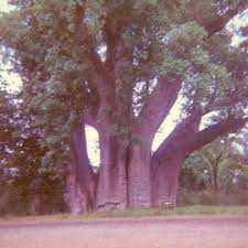 Chichele Mofu Tree image 3