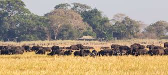 Kafue National Park image 3