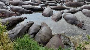 Hippo Pool image 1