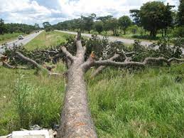 Chichele Mofu Tree image 2