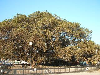 Kabwe Big Tree image 1