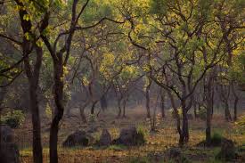 West Lunga National Park image 1