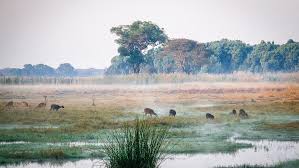 Kasanka National Park image 2