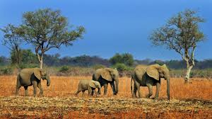 South Luangwa National Park image 2