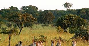 Lusaka National Park