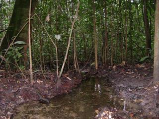 Zambezi River Source image 1