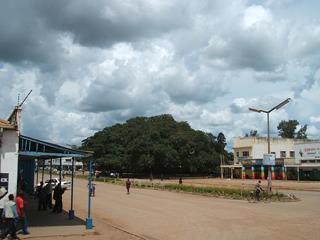 Kabwe Big Tree image 3