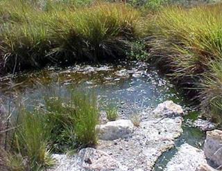 Gwisho hot springs (Lochinvar National Park) image 1