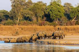 South Luangwa National Park