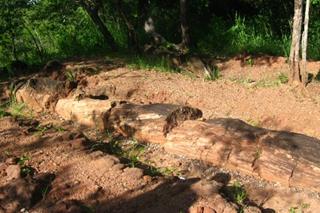 Chirundu Fossil Forest image 3