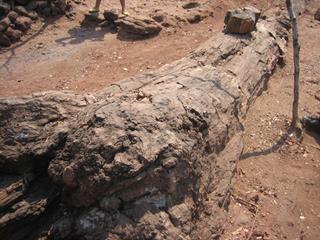 Chirundu Fossil Forest image 2