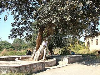 Ndola Slave Tree image 2