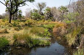 Gwisho hot springs (Lochinvar National Park) image 3