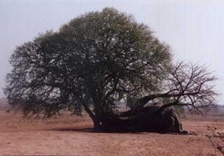 Ing’ombe Ilede image 1