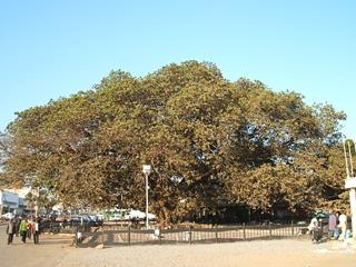 Kabwe Big Tree