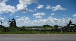 Chichele Mofu Tree image 1