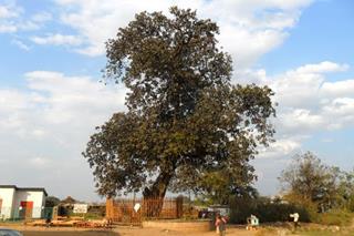 Ndola Slave Tree image 1