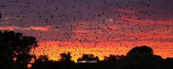 Kasanka National Park